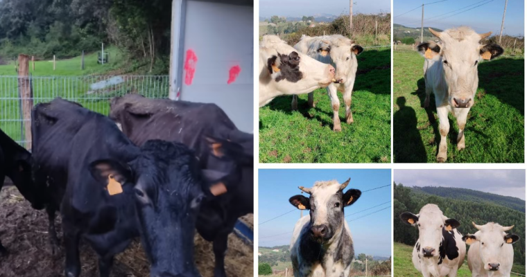 Indignación: Un juez ordena la devolución de 5 vacas a su maltratador para ser sacrificadas