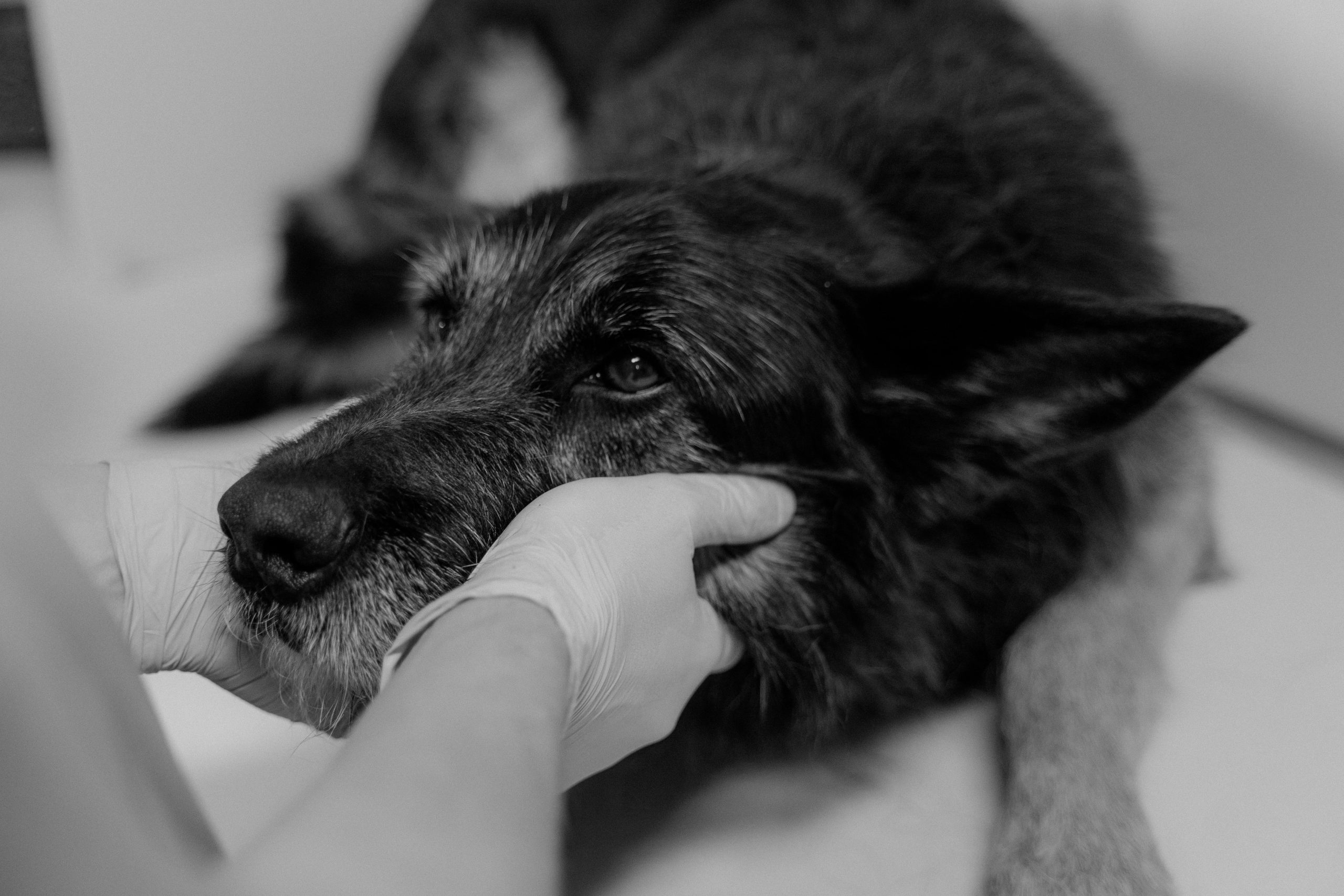 Condenan a una falsa veterinaria en Albal por intrusismo profesional
