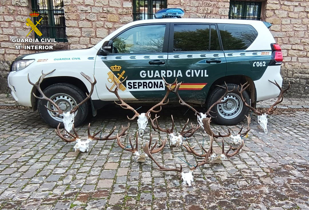 Investigan a dos personas por caza ilegal y malas prácticas en taxidermia en Molina de Aragón
