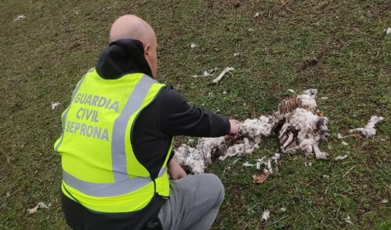 Ourense: investigan a un hombre por desnutrición extrema de 19 ovejas y cabras destinadas a la industria agroalimentaria
