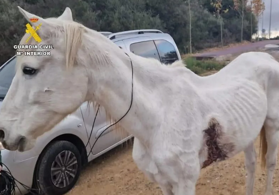 Condenados a 17 meses de prisión dos ganaderos de La Coruña por dejar morir a más de 30 caballos