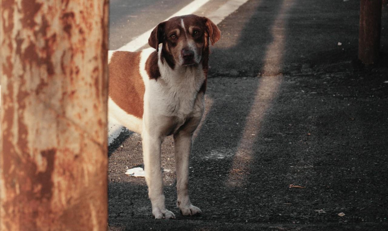 Tarragona: Un agente de la Guàrdia Urbana abate a tiros a un perro desorientado en la autovía A-7