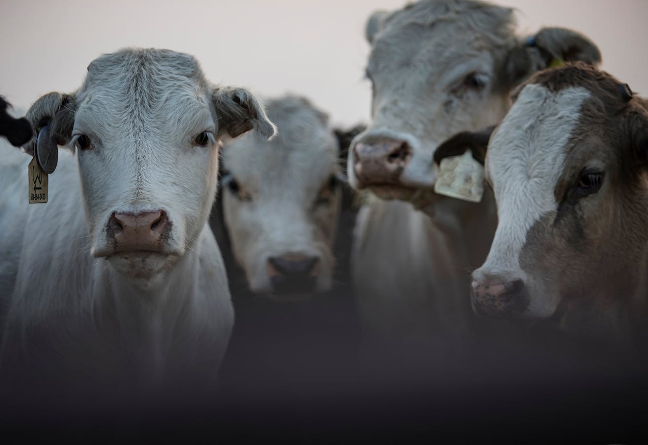 Arde un camión en la A-2 con vacas camino al matadero: varias mueren calcinadas en un país que mata a más de 2 millones de bovinos al año para consumo humano