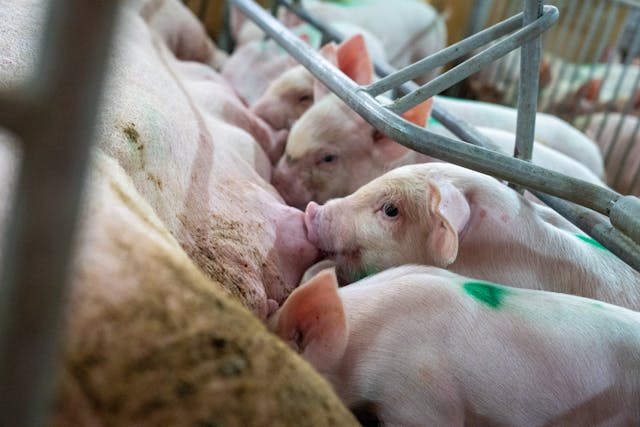 El Gobierno aprueba ayudas por 2.874,1 millones para agricultores, ganaderos y pescadores de Andalucía y Extremadura tras las borrascas