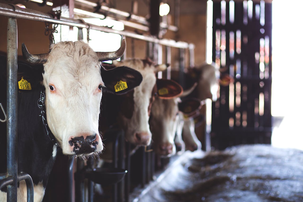 Arde un camión con vacas camino al matadero en la A-2, Zaragoza