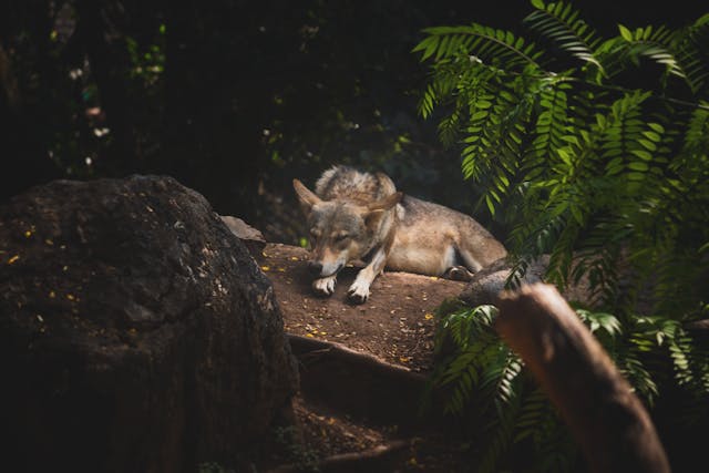 ARAG-ASAJA arremete contra ASCEL y defiende el control del lobo en La Rioja