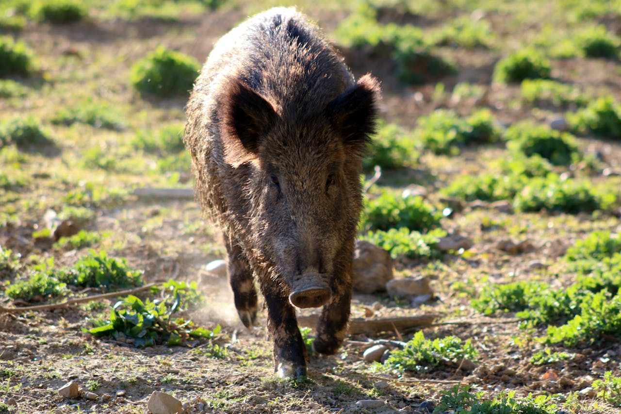 Jabalí en un entorno natural, especie objeto de control poblacional por riesgo de peste porcina africana en Aragón.