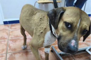 Imagen de Corazones Peludos Asociación