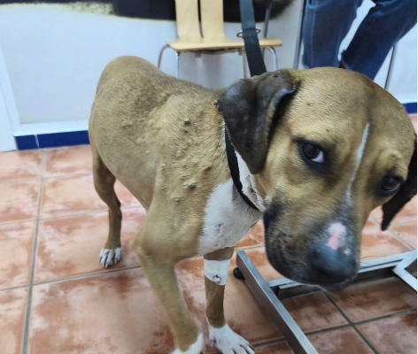 Imagen de Corazones Peludos Asociación