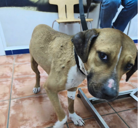 Renata, la perra violada y abandonada en Huelva que sobrevivió al horror sigue esperando una familia