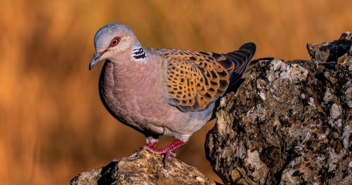 Tórtola europea en su hábitat natural.
