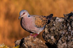 Tórtola europea en su hábitat natural.